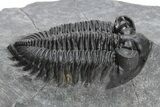 Coltraneia Trilobite Fossil - Huge Faceted Eyes #225319-1